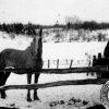 Roy Woodard's Horses